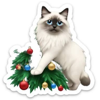 Blue colorpoint ragdoll with dark nose climbing a Christmas tree sticker