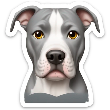 grey pitbull with white chest sticker