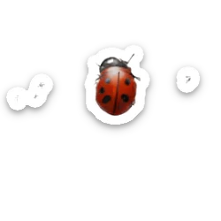 ladybug  sticker