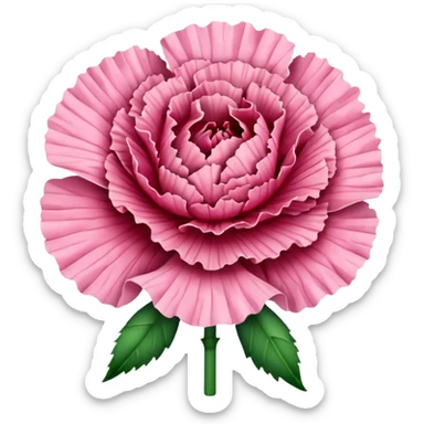 Carnation flower sticker