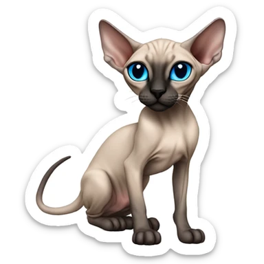 Siamese Sphynx Peterbald  cat with blue eyes, full thin body stand, black nose ears and tail sticker