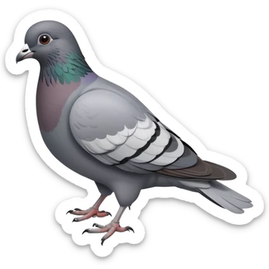 Pigeon sticker