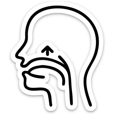 Diagram showing proper tongue posture for mewing technique, with arrows indicating tongue placement on the roof of mouth sticker