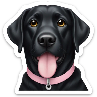 a black lab with a light pink collar sticker