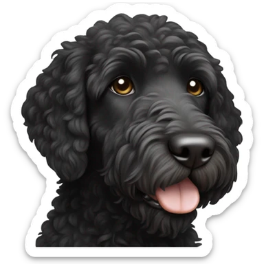 Black labradoodle with white chest patch and chin sticker