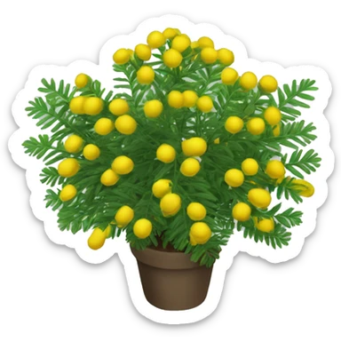 shame plant mimosa podia dormilona moriviví sticker
