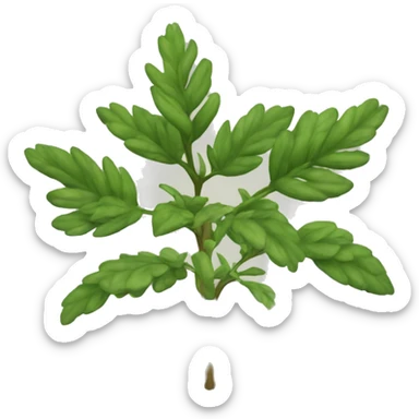 Ruta graveolens plant sticker
