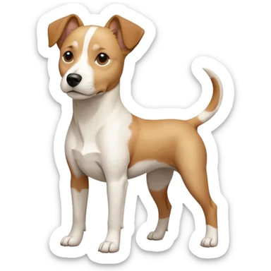 a full body facing front on of a buff white beagle cross jack russell terrier looking dog the size of a kelpie with light brown long ears resting on its face and a light brown patch above one eye and a large snout. the rest of the dog is completely white.  sticker