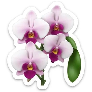 Orchidea rosa e bianca  sticker
