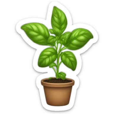 Basil plant sticker