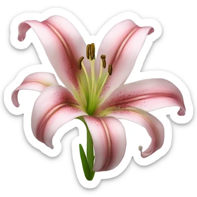Lily Flower sticker