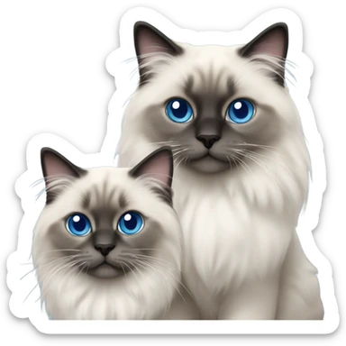 Two Blue point ragdoll cats with medium length hair, with blue eyes, dark face  sticker