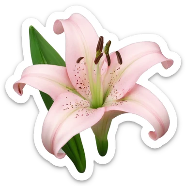 light pink lilium sticker