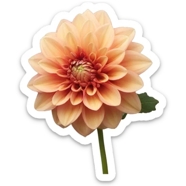 Dahlia sticker