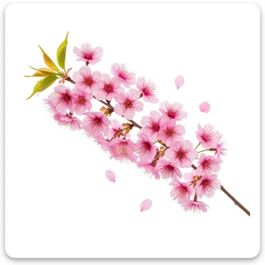 pink sakura cherry flower, remove background sticker