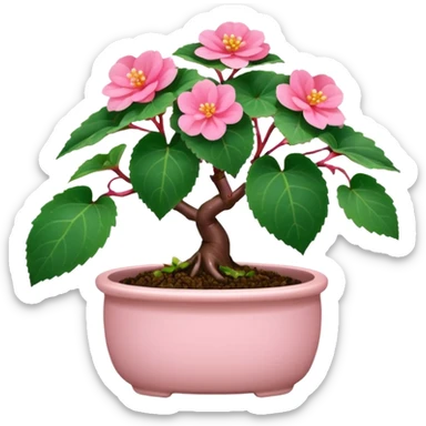 Begonia bonsai sticker
