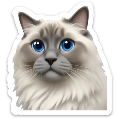 Blue point ragdoll  sticker