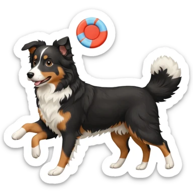 Tri color black Aussie Shepherd with frisbee with no tail  sticker