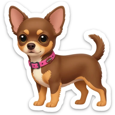 Little cute brown and tan applehead chihuahua with a pink Harley Davidson collar sticker