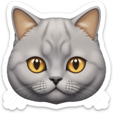 Silver golden British shorthair cat with thick dense coat sticker