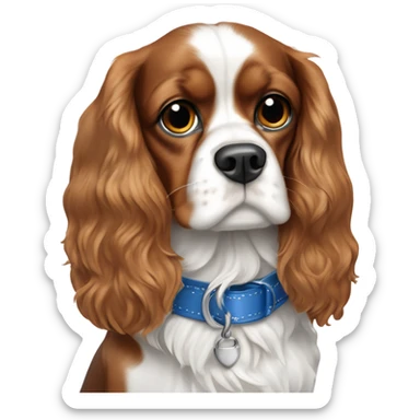 king cavalier Charles dog in a blue collar with fhe own spots on his white nose  sticker