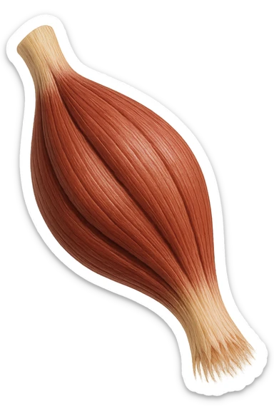 muscolo umano porzione anatomica iperrealistico sticker