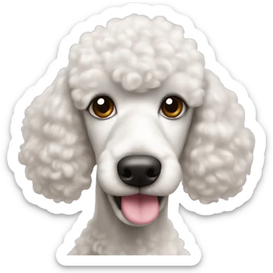 White poodle with pinkish brown nose sticker
