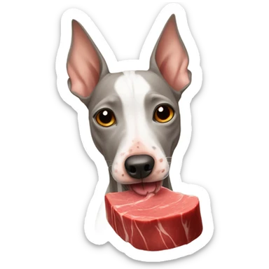 American Hairless Terrier eating red beef sticker