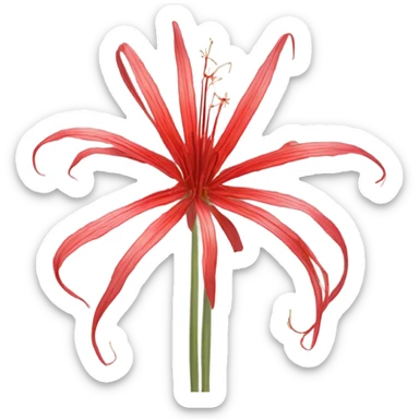 Spider lily red sticker