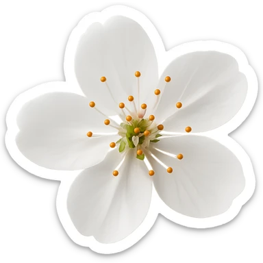 show  one white cherry blossom, remove background sticker