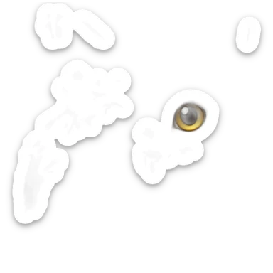 golden maine coon cat with golden nose and white front paws sticker