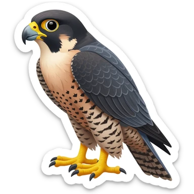 Peregrine Falcon Canada sticker
