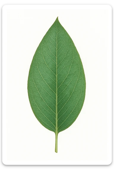 a single eucalyptus leaf, realistic botanical illustration sticker