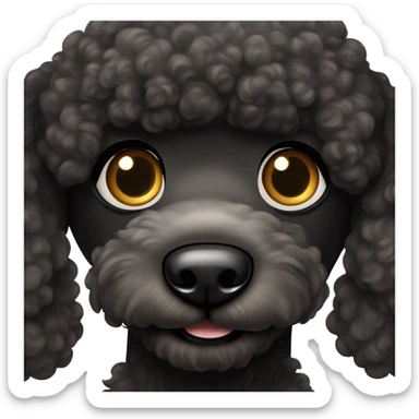 Black Poodle with brown eyes and phantom white markings sticker