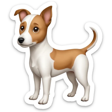 a full body white jack russel looking dog the size of a kelpie with light brown ears and a light brown patch on one eye, flopped down ears and a large snout sticker