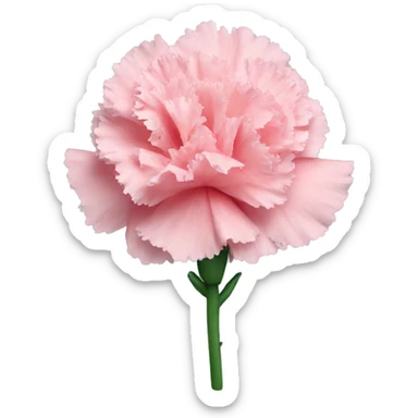 carnation sticker