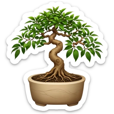 BONSAI DI FICUS GINSENG 
 sticker