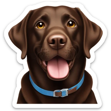 Happy sweet 3 year old chocolate brown Labrador with a re collar  sticker