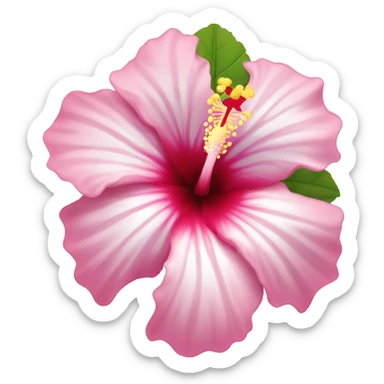 Hibiscus flower in pink and white  sticker