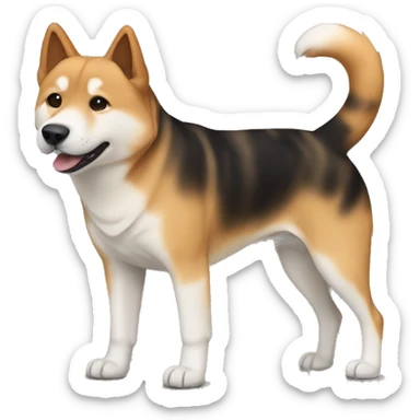 Jindo dog with tortoise shell coloring, brown and black fur, without any white sticker