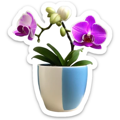 white and magenta orchid in french blue small pot  sticker