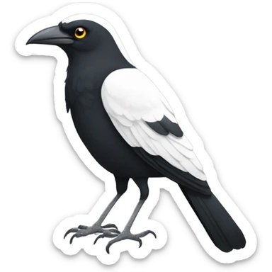 Single Pied currawong bird  sticker