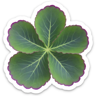 Close-up of Begonia Rex leaf center showing pronounced spiral pattern, dark green leaf with purple edges and white spots sticker