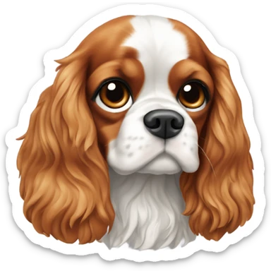 Cavalier King Charles spaniel in Warsaw  sticker