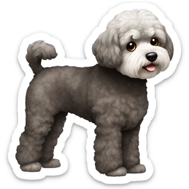 Old Dog maltipoo dark brown and dark grey fur full body standing sticker