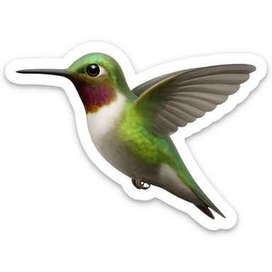 hummingbird sticker