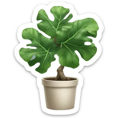 Fiddle leaf fig tree sticker