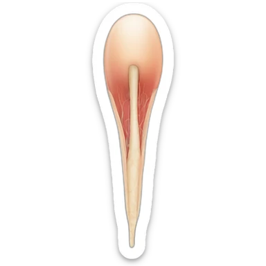 schematic illustration of a single hair follicle, anatomic illustration sticker