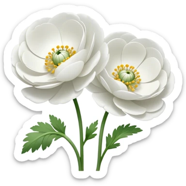 Two white Ranunculus flowers sticker