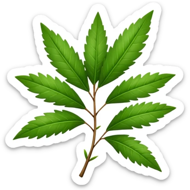 Tea tree leafs sticker